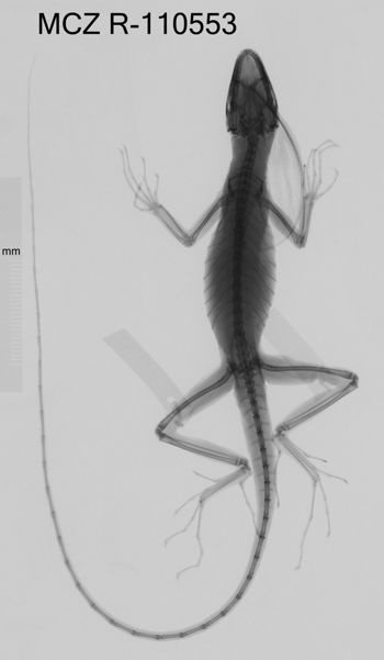 Media type: image;   Herpetology R-110553 Aspect: dorsoventral x-ray
